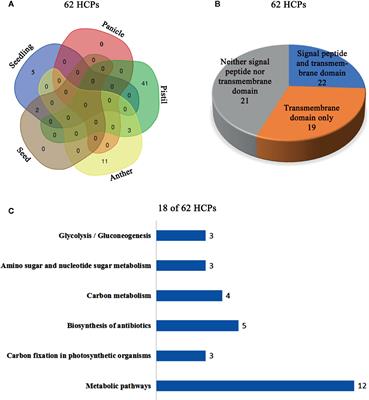 Identification of Hydroxyproline-Containing Proteins and Hydroxylation of Proline Residues in Rice